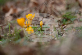 Село Твърдица - природа - цветя