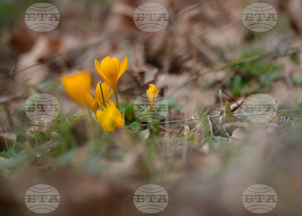 Село Твърдица - природа - цветя