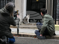 Britain Larry the Cat