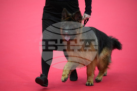 Russia Pet Show