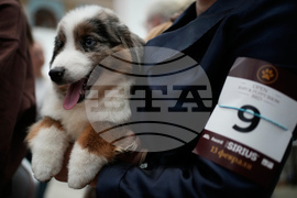 Russia Pet Show
