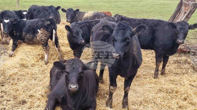 Кипър ще умъртви хиляди животни заради случаите на шап