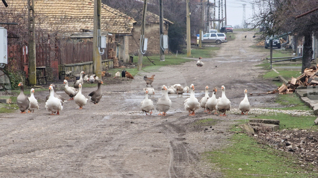 Случаите на птичи грип в Европа са започнали да намаляват след есенно-зимния период, сочи доклад