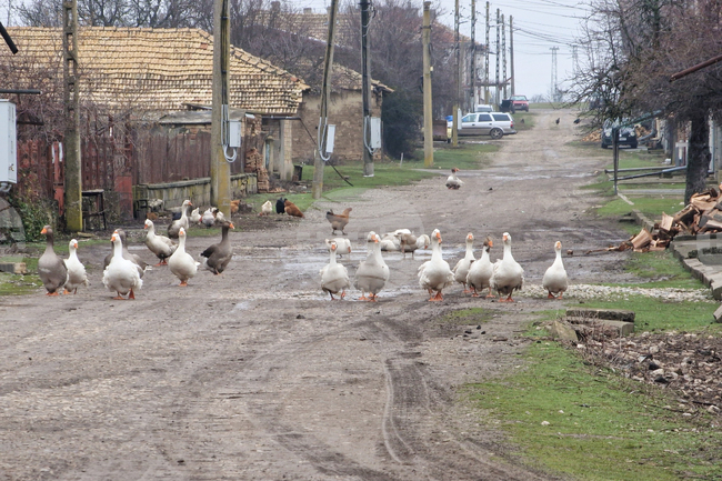 Случаите на птичи грип в Европа са започнали да намаляват след есенно-зимния период, сочи доклад