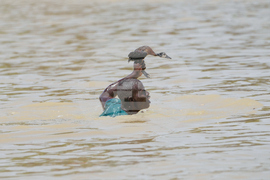 Nigeria Argungu Fishing Festival