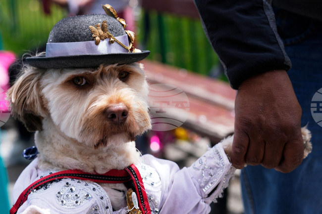 APTOPIX Bolivia Carnival Dogs