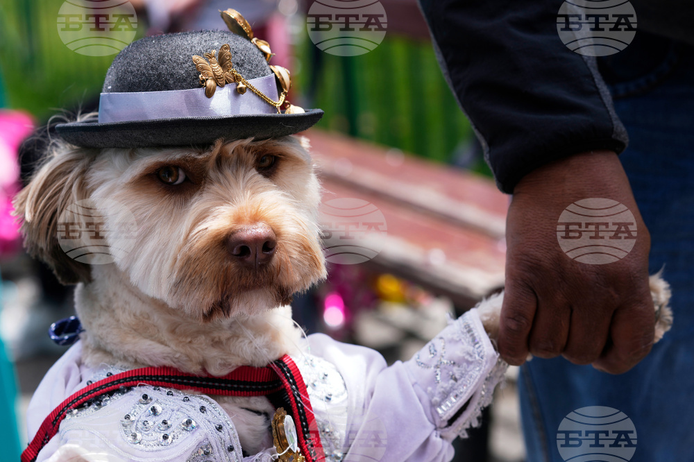 APTOPIX Bolivia Carnival Dogs
