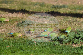 Valentine's Day Lovebirds