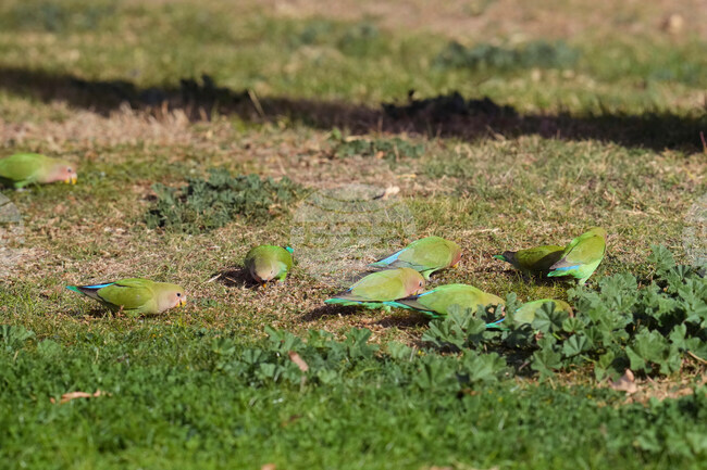 Valentine's Day Lovebirds
