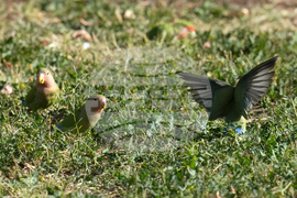 Valentine's Day Lovebirds