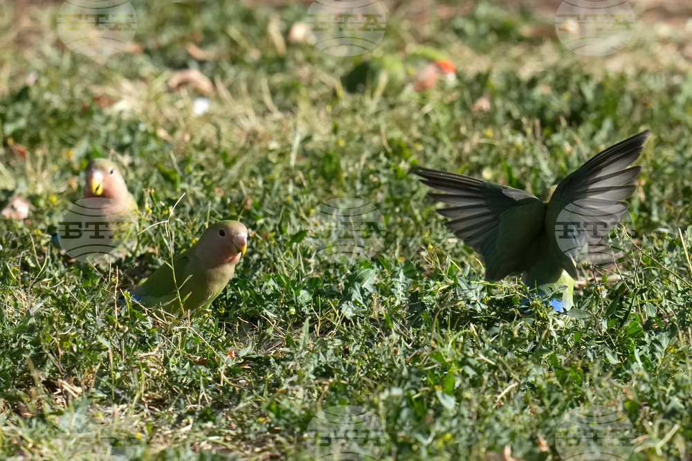 Valentine's Day Lovebirds
