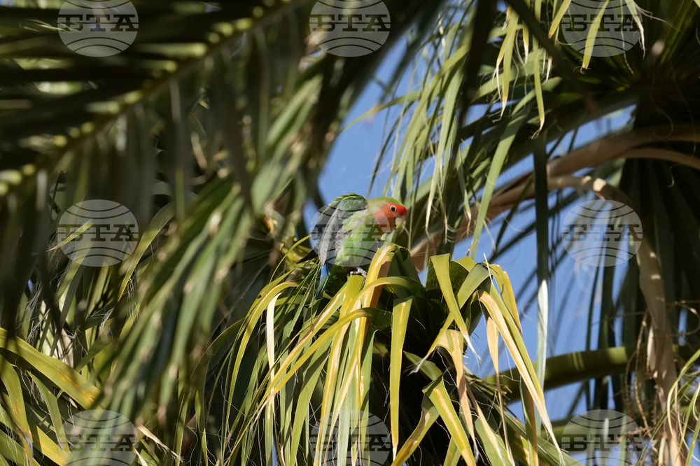 Valentine's Day Lovebirds