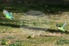 Valentine's Day Lovebirds