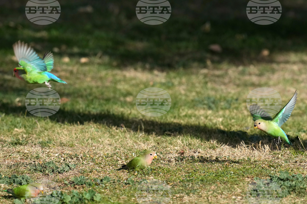 Valentine's Day Lovebirds