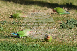 Valentine's Day Lovebirds