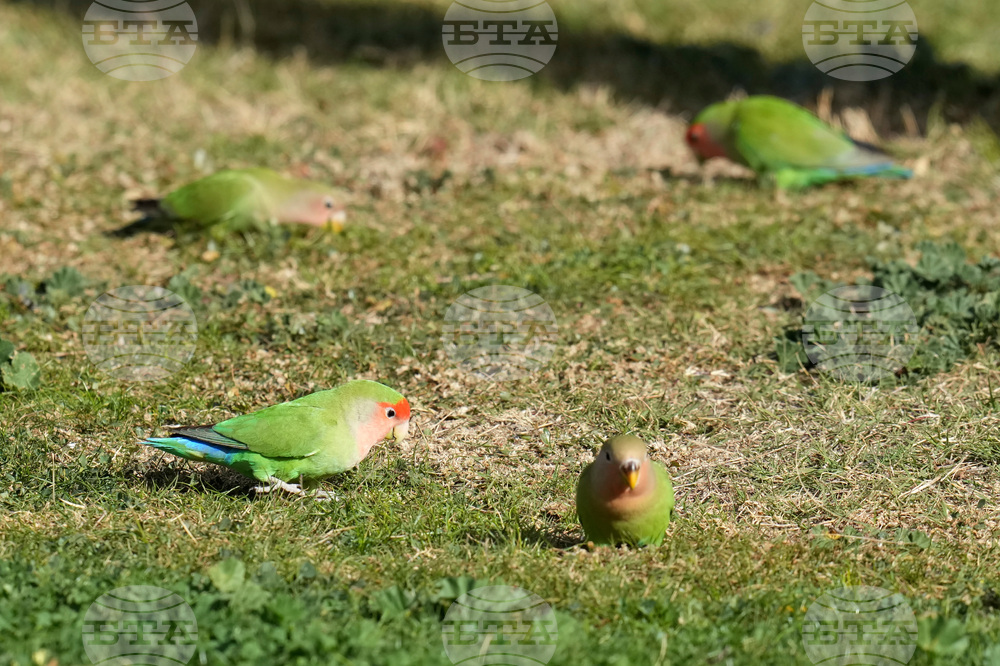 Valentine's Day Lovebirds