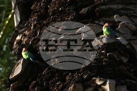 Valentine's Day Lovebirds