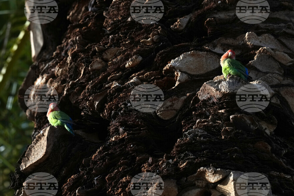 Valentine's Day Lovebirds