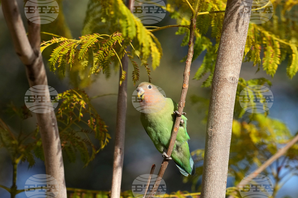 Valentine's Day Lovebirds