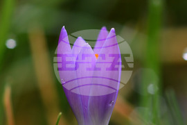 Разград - пролет - цветя