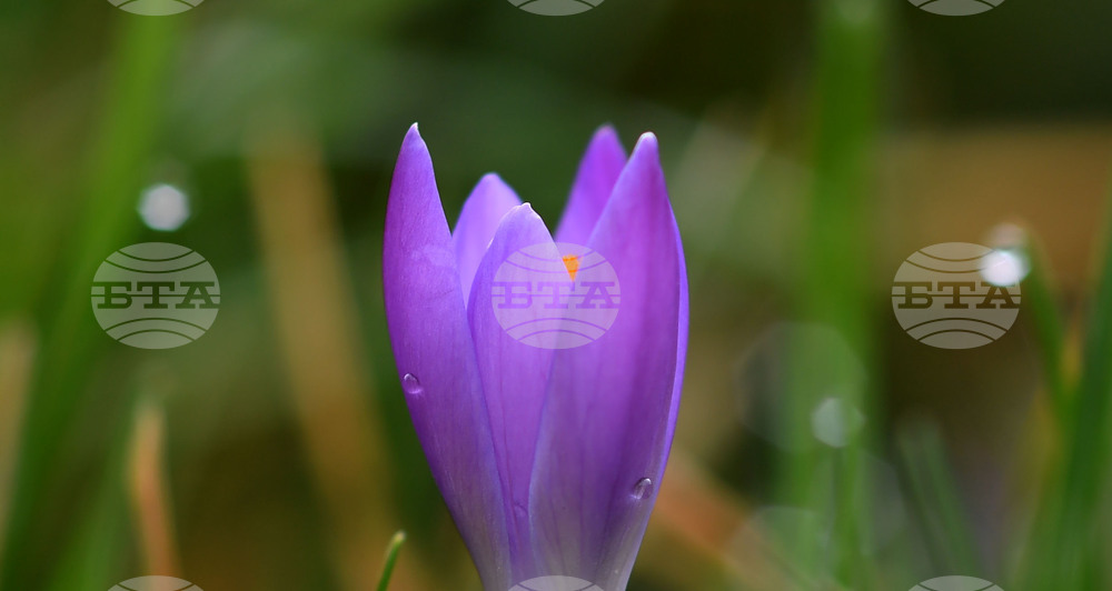 Разград - пролет - цветя