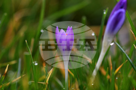 Разград - пролет - цветя