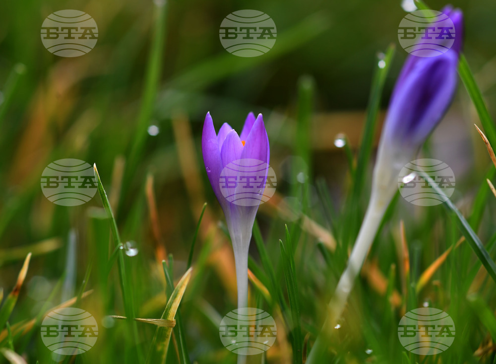 Разград - пролет - цветя