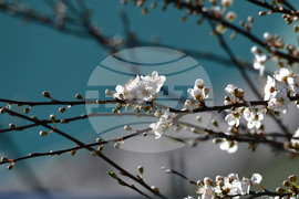 Разград - пролет - цветя