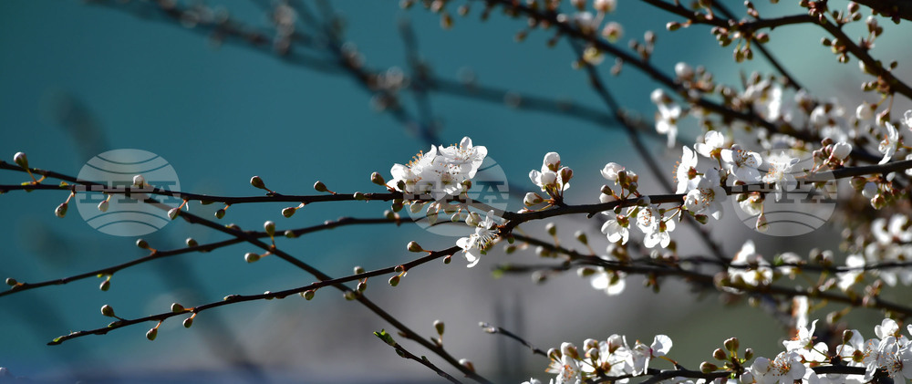 Разград - пролет - цветя