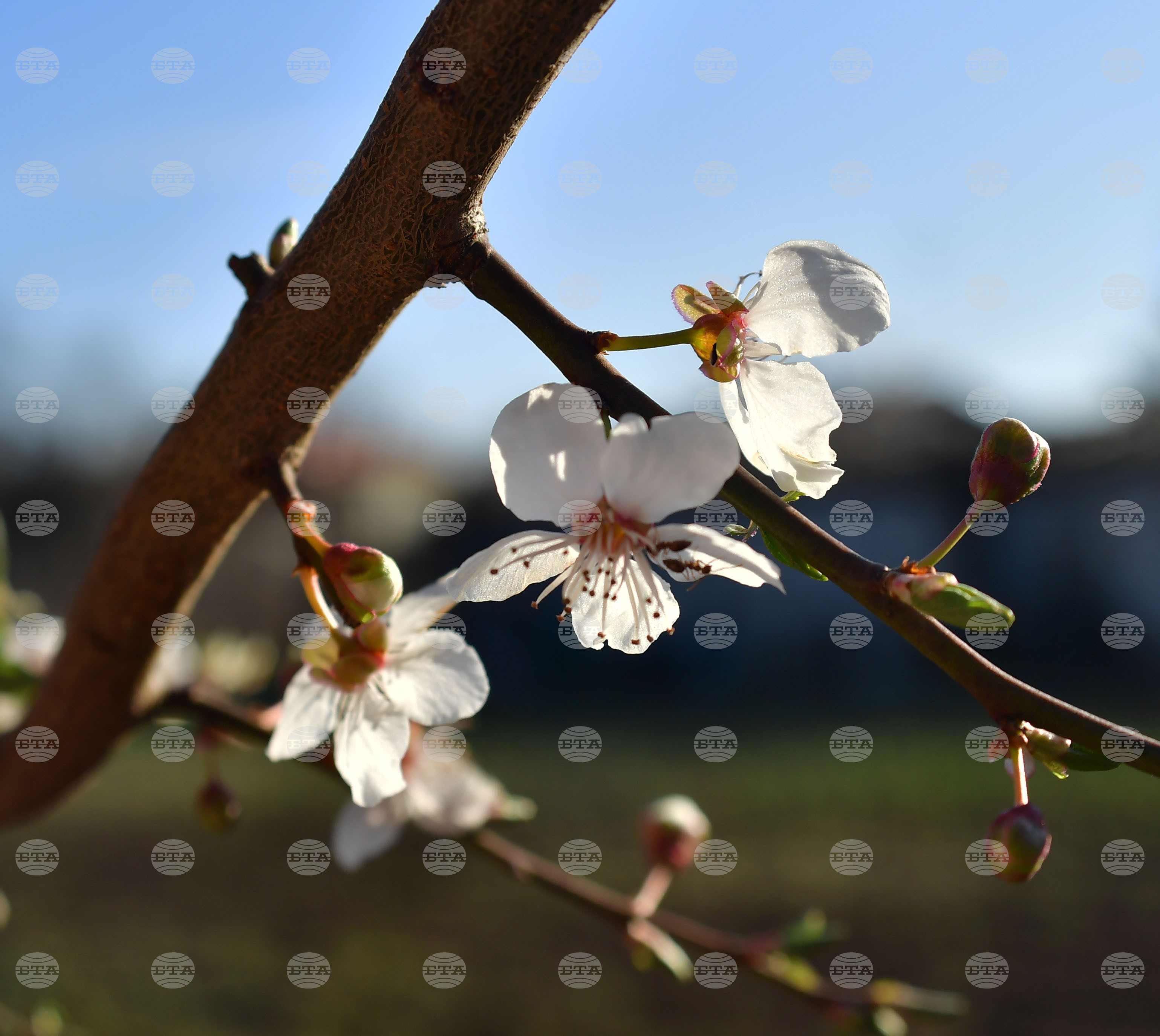 Разград - пролет - цветя