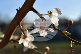 Разград - пролет - цветя