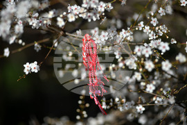 Разград - пролет - цветя