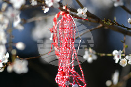 Разград - пролет - цветя