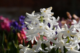 Разград - пролет - цветя