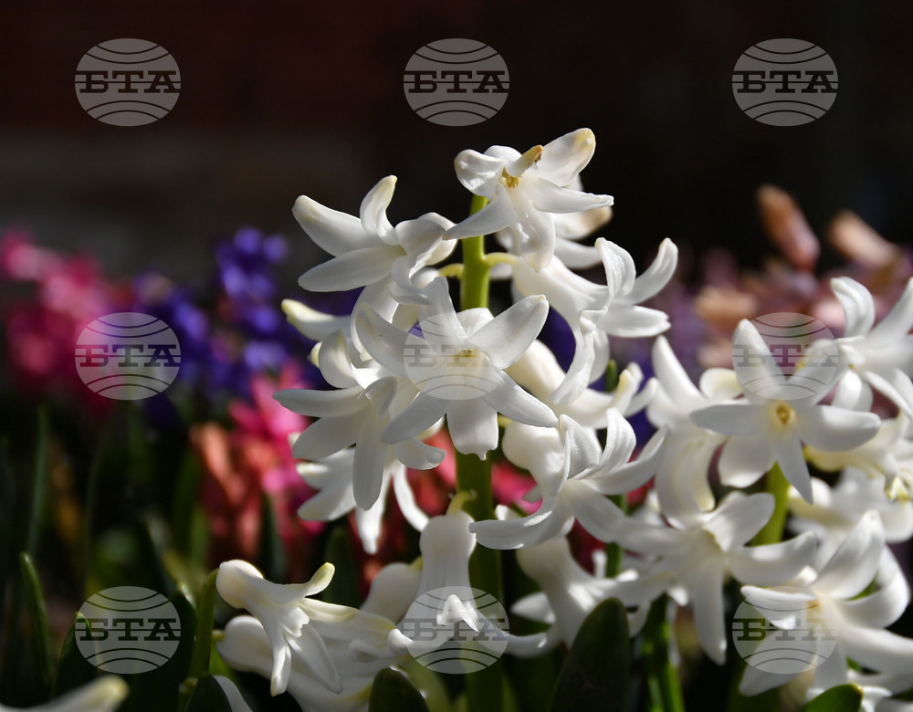 Разград - пролет - цветя