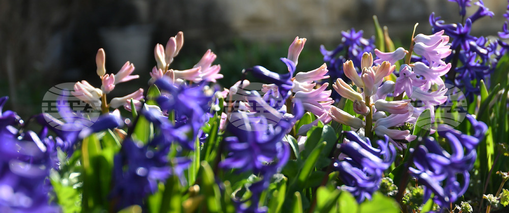 Разград - пролет - цветя