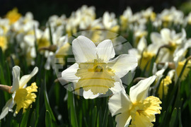 Разград - пролет - цветя