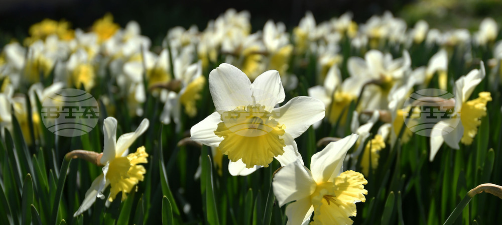 Разград - пролет - цветя