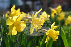 Разград - пролет - цветя