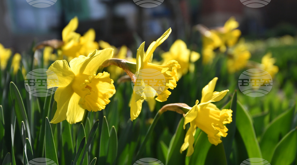 Разград - пролет - цветя