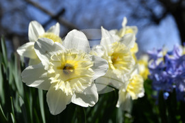 Разград - пролет - цветя