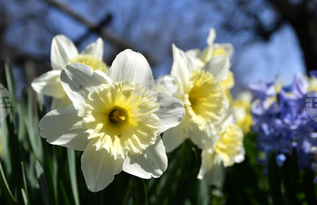 Разград - пролет - цветя