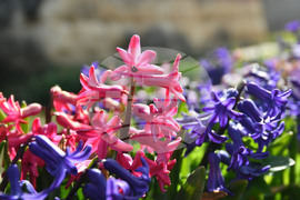 Разград - пролет - цветя