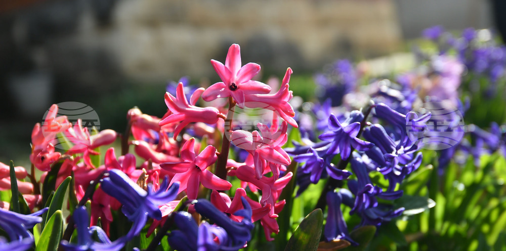 Разград - пролет - цветя