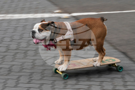 Australia Skateboarding