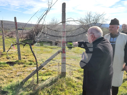 Село Сусам - Трифон Зарезан - зарязване