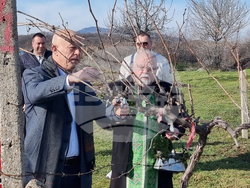 Село Сусам - Трифон Зарезан - зарязване