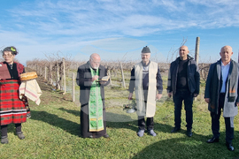 Село Сусам - Трифон Зарезан - зарязване