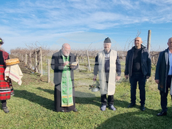 Село Сусам - Трифон Зарезан - зарязване