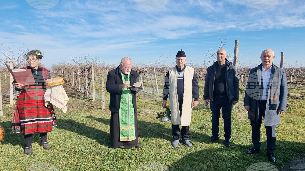 Село Сусам - Трифон Зарезан - зарязване